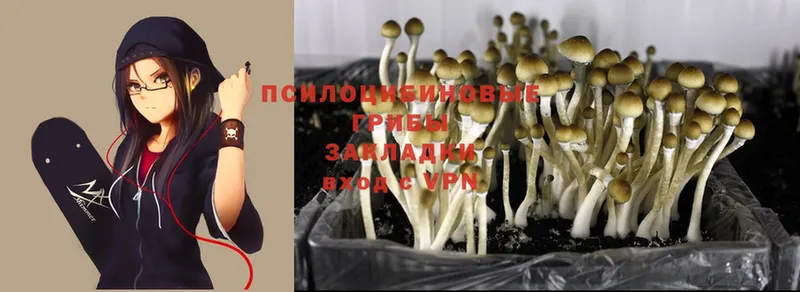 это состав  цены   Бокситогорск  Псилоцибиновые грибы Psilocybe 